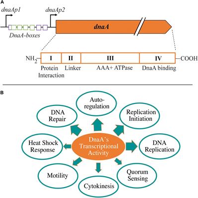 Transcriptional Activity of the Bacterial Replication Initiator DnaA